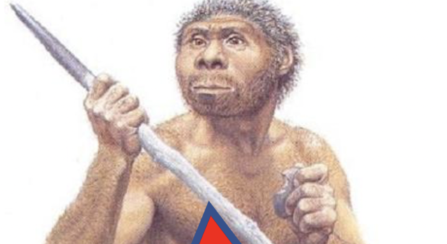 homo erectus