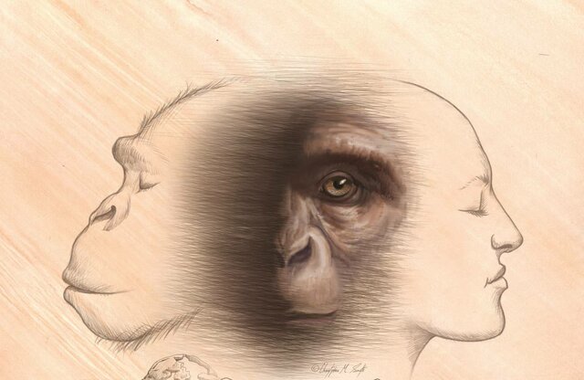 Abuela común de humanos y chimpancés