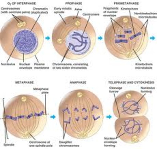 Germana Tomis used red dye observe contents of cells-mitosis 