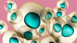 Timeline: EVOLUCION CELULAR Y EVOLUCION DE LOS SERES VIVOS