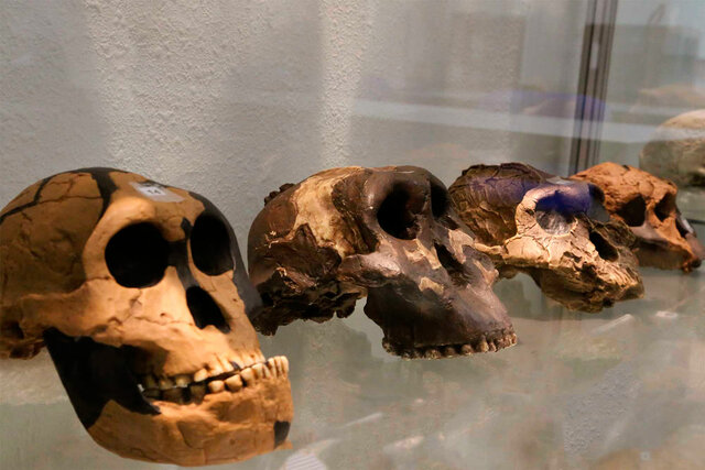 Homo sapiens sapiens como única especie.