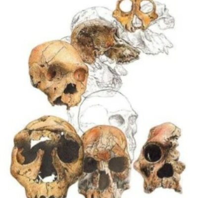 Timeline: Orígenes de los seres humanos