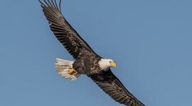 Timeline: 4.5 American Revolution