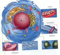 Jan evangelista purkyne