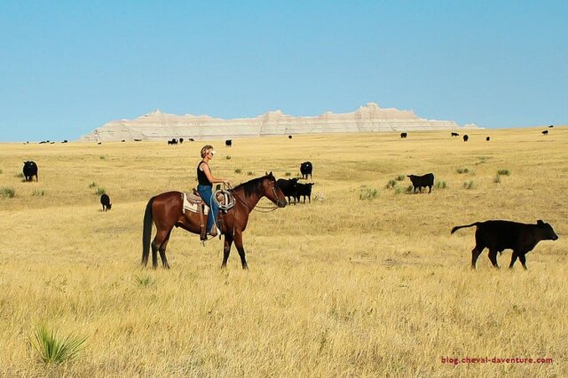 Meilleur demie pension
