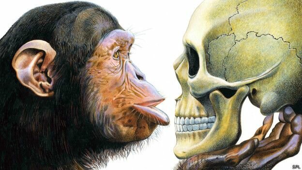 La división de los primates: primeros cambios de genes.