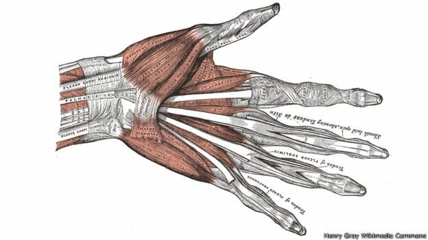 Las manos más hábiles