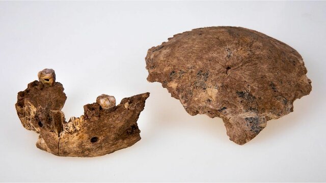 Most recent hominid finding