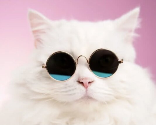 My cat Cesar passed away