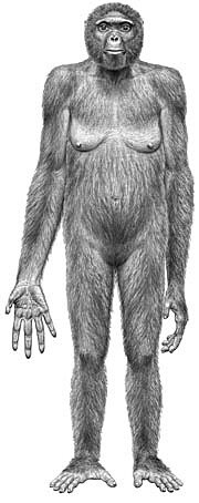 Última abuela común entre humanos y chimpances