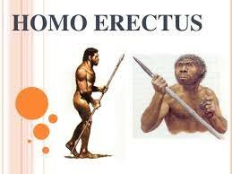 Homo erectus.