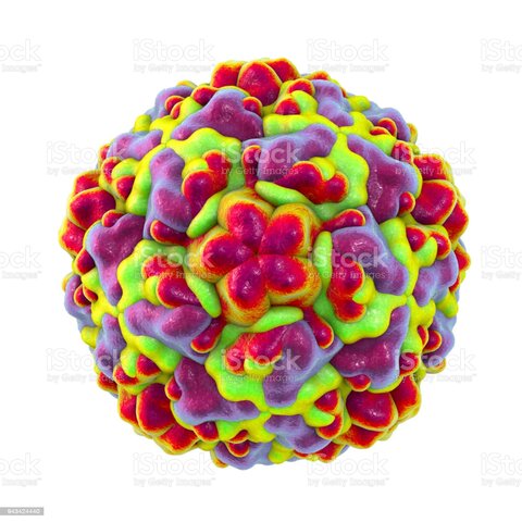 Rinovirus.