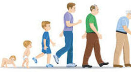 Timeline: Ciclo Vital Del Desarrollo Humano.