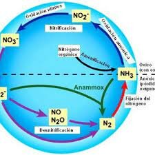 SERGUEI WINOGRADSKY Descubridor del proceso biologico de nitrificacion