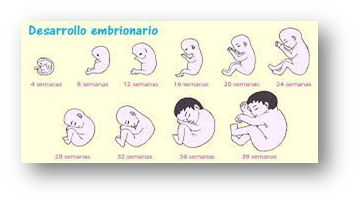 Momentos del Desarrollo Humano: Gestión y Parto.