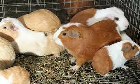 Características soy emprendedora