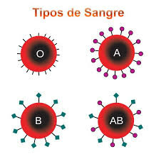 Descubrimiento del grupo sanguíneo AB.