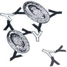 Descripción de la reacción de la antiglobulina.