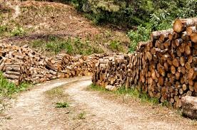 Subsecretaria de recursos forestales y caza