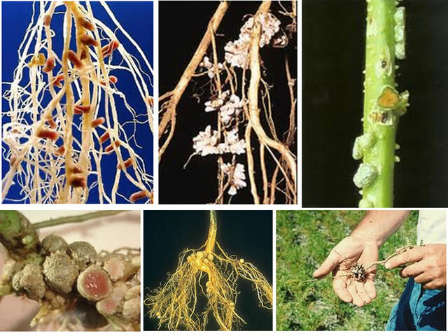 Martinus Willem Beijerinck