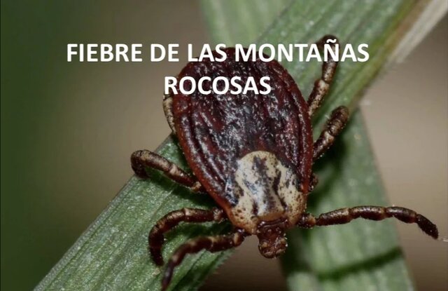 Howard Taylor Ricketts