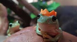 Timeline: Timeline Project