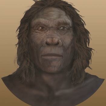 Homo Habilis