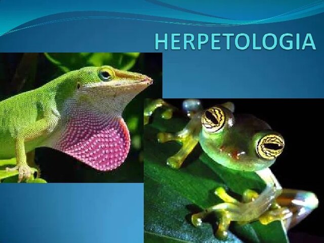 HERPETOLOGIA
