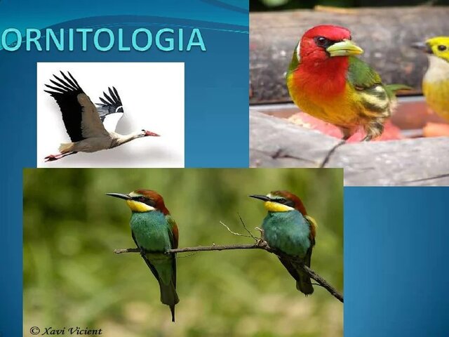 Ornitología