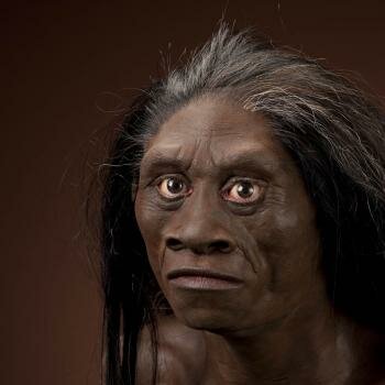 Homo floresiensis