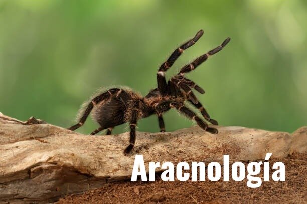 Aracnología