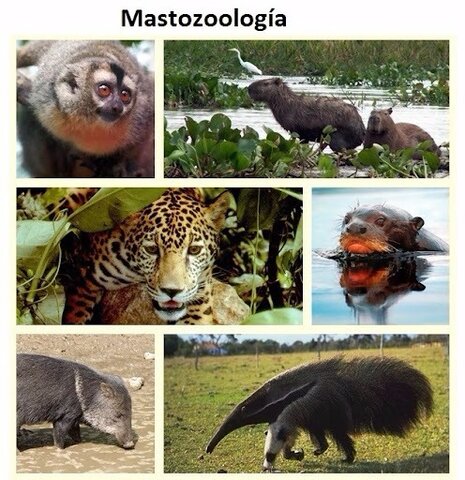 Mastozoología