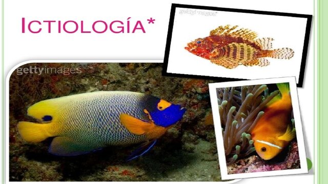 ICTIOLOGIA.