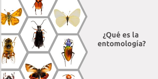 ENTOMOLOGIA.