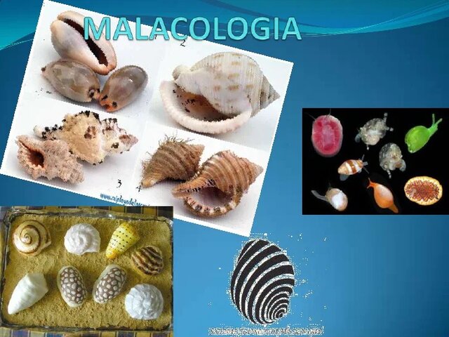 MALACOLOGIA.