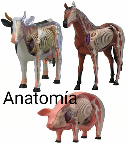 ANATOMÍA