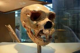 HOMO HEIDELBERGENSIS