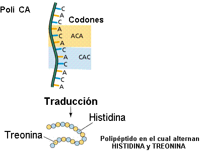 Marshall Nirenberg y Matthael