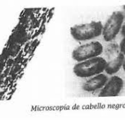 Timeline: ANTECEDENTES HISTORICOS DEL ANALISIS FORENSE DE PELOS Y FIBRAS