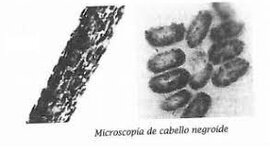 Timeline: ANTECEDENTES HISTORICOS DEL ANALISIS FORENSE DE PELOS Y FIBRAS