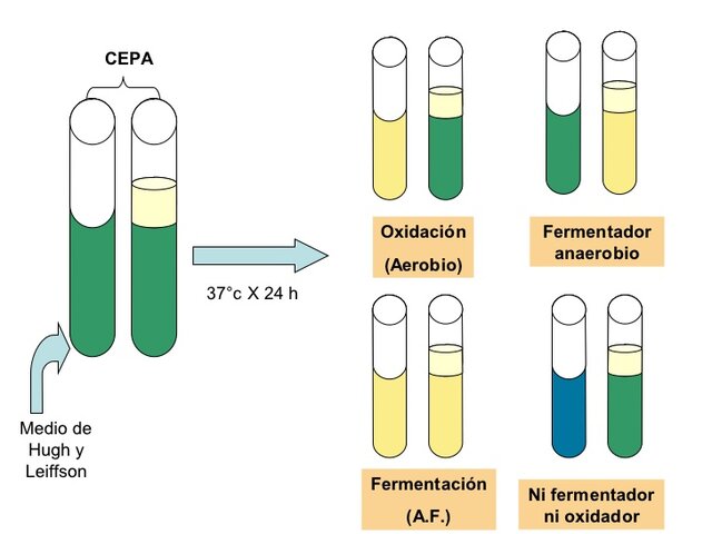 Microbiología