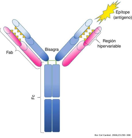 Anticuerpo Monoclonal