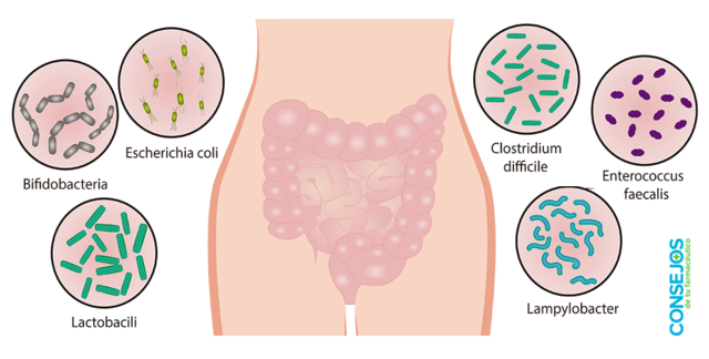 Culturas probióticas
