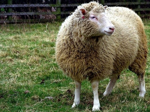 Oveja Dolly