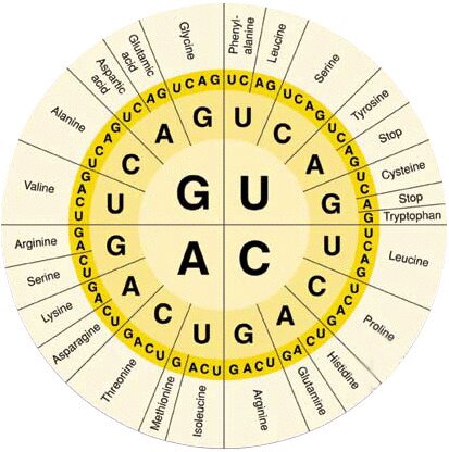 Código genético de LAB (Lactic acid bacteria)