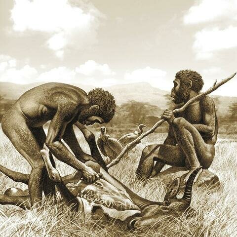 ERGONOMIA ETAPA DOMESTICA (HOMO HABILIS)