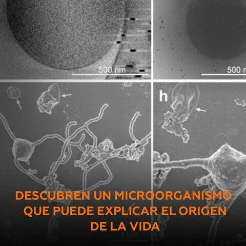 Explican el origen de los organismos multicelulares