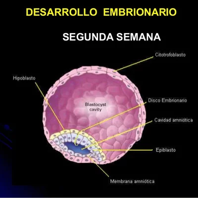 Timeline: Segunda semana