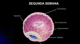 Timeline: Segunda semana