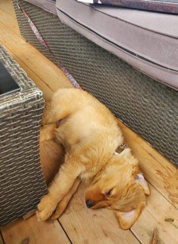 Ont adopte un deuxièmme chien!